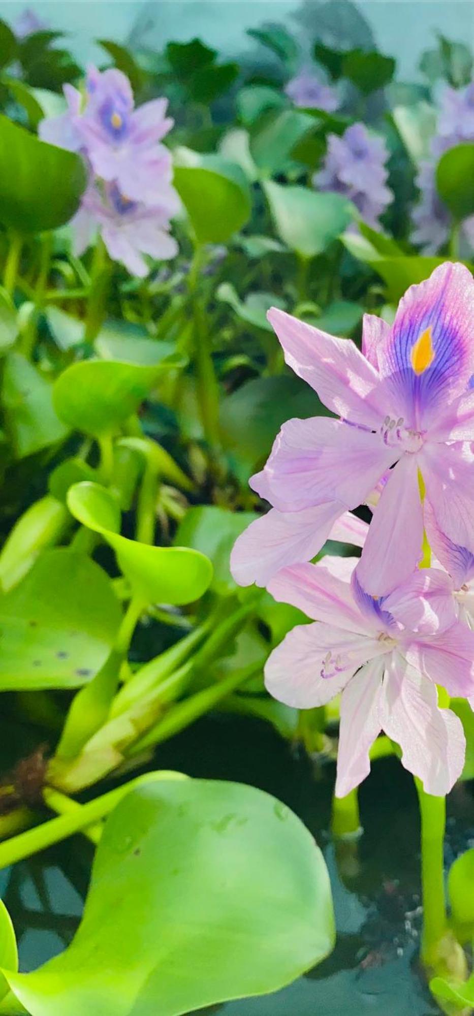 Hospedaje Quepos Dış mekan fotoğraf
